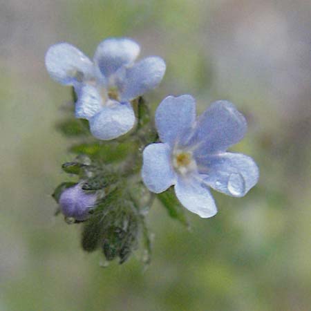 Lappula squarrosa \ Stechender Igelsame / Bur Forget-me-not, European Stickseed, E Pyrenäen/Pyrenees, Benasque 17.8.2006