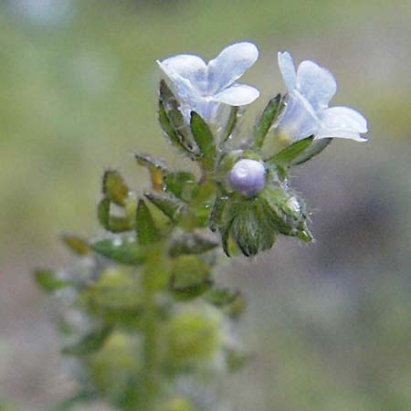 Lappula squarrosa / Bur Forget-me-not, European Stickseed, E Pyrenees, Benasque 17.8.2006