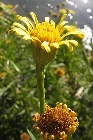 Limbarda crithmoides \ Salz-Alant / Golden Samphire, E Zumaia 16.8.2011