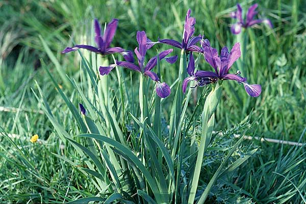 Iris spuria \ Bastard-Schwertlilie / Blue Iris, E Navarra, Pamplona 28.5.2002
