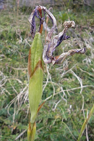 Iris latifolia \ Pyrenen-Schwertlilie, Englische Schwertlilie, E Pyrenäen, Ordesa 23.8.2011