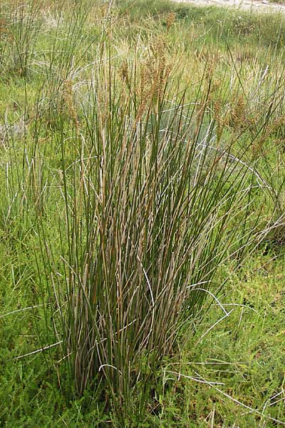 Juncus maritimus \ Strand-Binse / Sea Rush, E Asturien/Asturia Ribadesella 10.8.2012