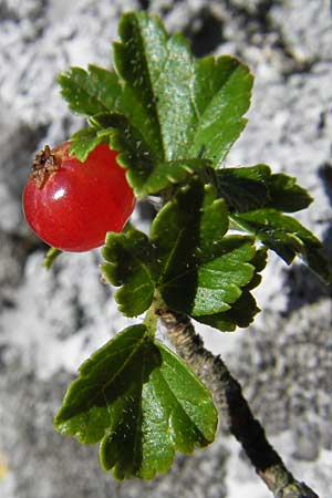 Ribes alpinum \ Alpen-Johannisbeere / Mountain Currant, E Picos de Europa, Covadonga 7.8.2012