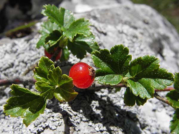 Ribes alpinum \ Alpen-Johannisbeere / Mountain Currant, E Picos de Europa, Covadonga 7.8.2012