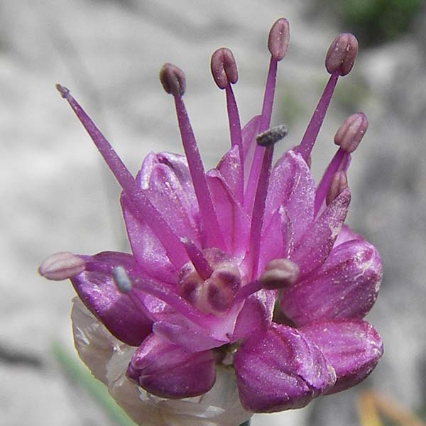 Allium palentinum \ Palentina-Lauch / Palentina Garlic, E Picos de Europa, Fuente De 14.8.2012