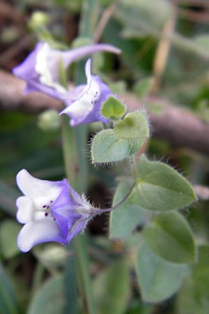 Kickxia commutata \ Verndertes Tnnelkraut / Perennial Fluellen, E Lekeitio 6.8.2012