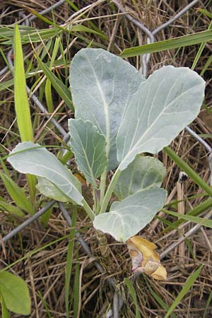 Brassica oleracea \ Klippen-Kohl, Wild-Kohl, E Getaria 16.8.2011