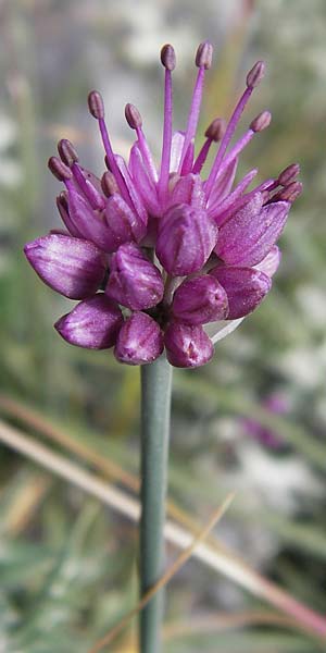 Allium palentinum / Palentina Garlic, E Picos de Europa, Fuente De 14.8.2012