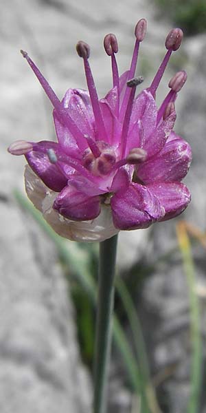 Allium palentinum \ Palentina-Lauch / Palentina Garlic, E Picos de Europa, Fuente De 14.8.2012