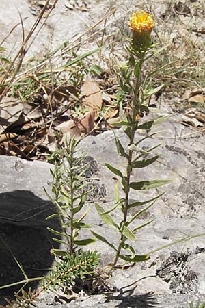 Chiliadenus glutinosus / Rock Tea, E Picos de Europa, Cain 9.8.2012