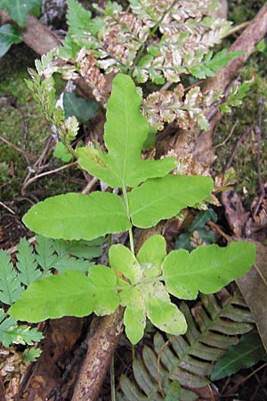 Osmunda regalis \ Knigs-Farn, E Asturien Llanes 12.8.2012