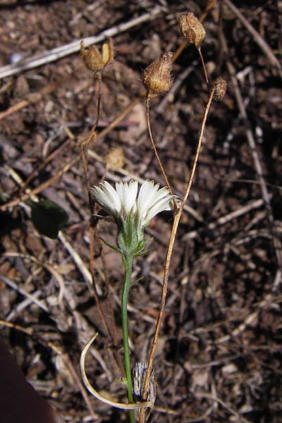 Tolpis barbata \ Christusauge, E Picos de Europa, Potes 15.8.2012