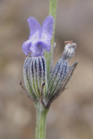 Lavandula latifolia \ Breitblttriger Lavendel, Groer Speik / Spike Lavender, E Sangüesa 18.8.2011