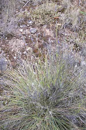 Lavandula latifolia \ Breitblättriger Lavendel, Großer Speik / Spike Lavender, E Sangüesa 18.8.2011