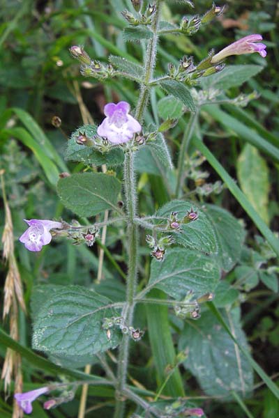 Clinopodium menthifolium subsp. menthifolium / Wood Calamint, E Asturia, Cangas de Onis 8.8.2012