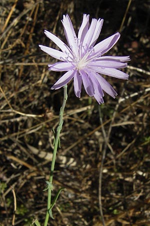 Lactuca tenerrima \ Zarter Lattich, Westalpen-Lattich / Moroccan Lettuce, E Picos de Europa, Cain 9.8.2012