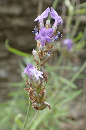 Lavandula angustifolia subsp. pyrenaica \ Pyrenäen-Lavendel / Pyrenean Lavender, E Pyrenäen/Pyrenees, La Popla de Lillet 5.8.2018