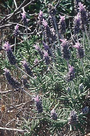 Lavandula dentata \ Gezhnter Lavendel / Spanish Lavender, E Prov.  Alicante, Xabia 27.3.2001