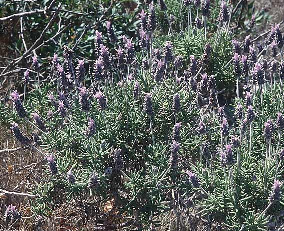 Lavandula dentata \ Gezhnter Lavendel / Spanish Lavender, E Prov.  Alicante, Xabia 27.3.2001