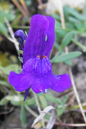 Linaria faucicola \ Picos Leinkraut / Picos Toadflax, E Picos de Europa, Covadonga 7.8.2012
