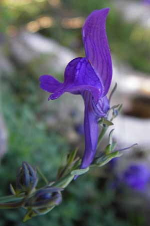 Linaria faucicola \ Picos Leinkraut / Picos Toadflax, E Picos de Europa, Covadonga 7.8.2012
