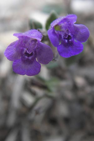 Clinopodium alpinum \ Alpen-Steinquendel, Alpen-Bergminze / Alpine Calamint, E Picos de Europa, Fuente De 14.8.2012