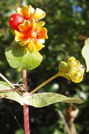 Lonicera caprifolium / Italian Honeysuckle, E Lekeitio 6.8.2012