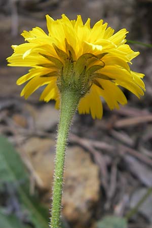 Leontodon hispidus \ Rauer Lwenzahn, Steifhaariges Milchkraut / Rough Hawkbit, E Pyrenäen/Pyrenees, Ordesa 23.8.2011