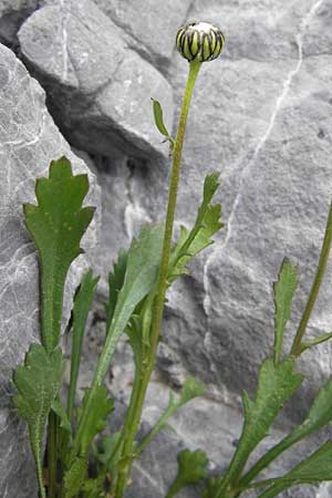 Leucanthemum gaudinii subsp. cantabricum \ Kantabrische Hgel-Margerite, E Picos de Europa, Fuente De 14.8.2012