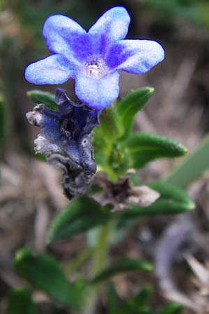 Lithodora diffusa \ Blauer Steinsame, E Asturien Ribadesella 10.8.2012