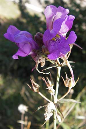 Linaria triornithophora / Three Bird Toadflax, E Picos de Europa, Posada de Valdeon 13.8.2012