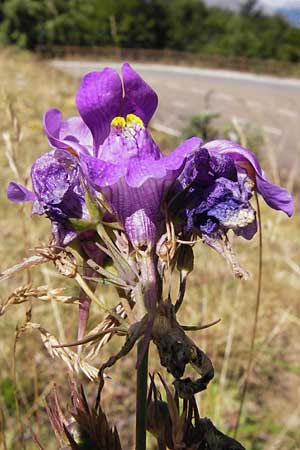 Linaria triornithophora \ Grobltiges Leinkraut / Three Bird Toadflax, E Picos de Europa, Posada de Valdeon 13.8.2012