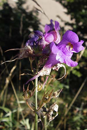 Linaria triornithophora \ Grobltiges Leinkraut, E Picos de Europa, Posada de Valdeon 13.8.2012