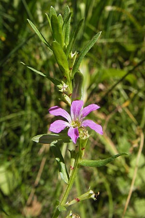 Lythrum junceum \ Binsen-Weiderich / False Grass Poly, E Asturien/Asturia, Cangas de Onis 8.8.2012