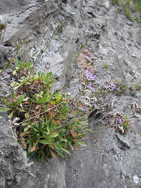 Limonium binervosum agg. \ Felsen-Strandflieder / Rock Sea Lavender, E Bermeo 17.8.2011