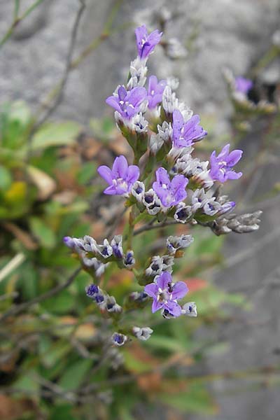 Limonium binervosum agg. \ Felsen-Strandflieder, E Bermeo 17.8.2011