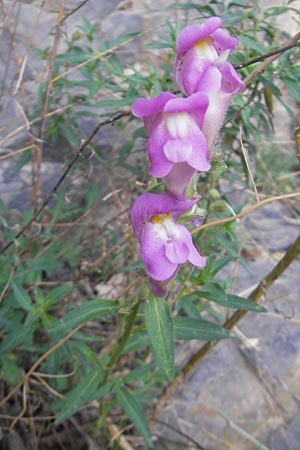 Antirrhinum majus / Snapdragon, E Pyrenees, Ordesa 22.8.2011