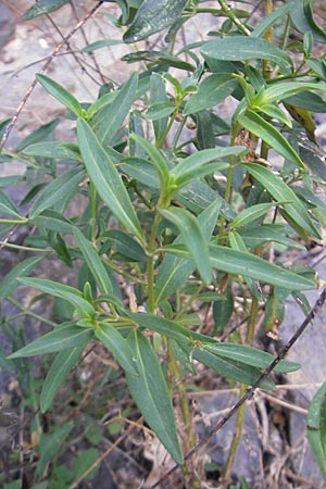 Antirrhinum majus \ Groes Lwenmaul, E Pyrenäen, Ordesa 22.8.2011