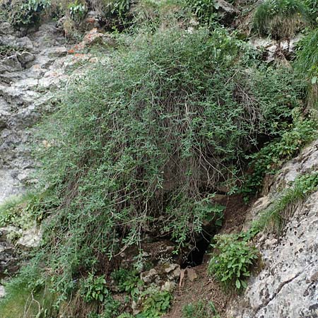 Lonicera pyrenaica / Pyrenean Honeysuckle, E Pyrenees, Prat de Cadi 6.8.2018