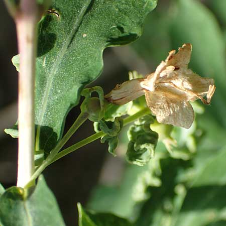 Lonicera pyrenaica / Pyrenean Honeysuckle, E Pyrenees, Prat de Cadi 6.8.2018