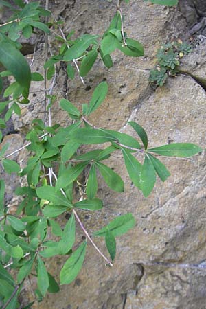 Lonicera pyrenaica / Pyrenean Honeysuckle, E Pyrenees, Ordesa 23.8.2011