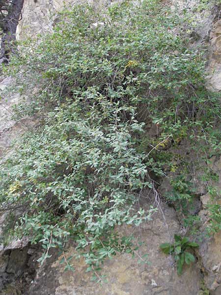 Lonicera pyrenaica \ Pyrenen-Heckenkirsche / Pyrenean Honeysuckle, E Pyrenäen/Pyrenees, Ordesa 23.8.2011