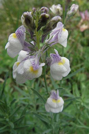 Linaria repens \ Gestreiftes Leinkraut / Pale Toadflax, E Pyrenäen/Pyrenees, Caldes de Boi 16.8.2006