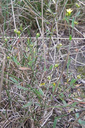 Linum trigynum \ Dreigriffeliger Lein / Southern Flax, E Zarautz 18.8.2011