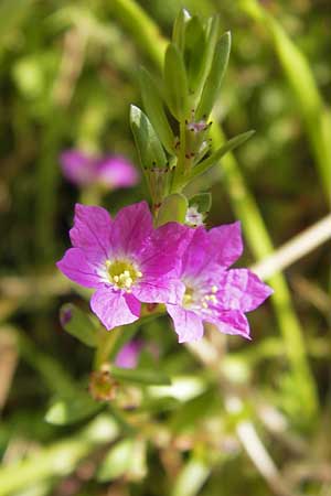 Lythrum junceum \ Binsen-Weiderich, E Picos de Europa, Carrea 11.8.2012