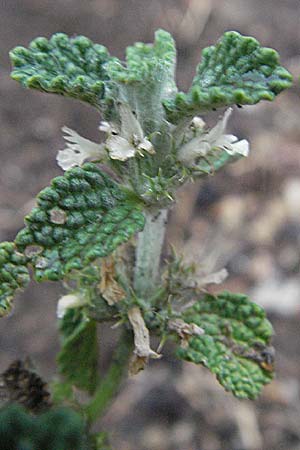 Marrubium vulgare \ Weier Andorn / White Horehound, E Pyrenäen/Pyrenees, Pont de Suert 17.8.2006