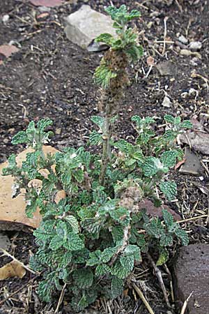 Marrubium vulgare \ Weier Andorn / White Horehound, E Pyrenäen/Pyrenees, Pont de Suert 17.8.2006