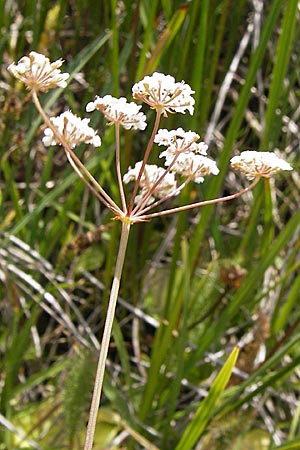 Carum verticillatum \ Quirlblttriger Kmmel, Quirl-Kmmel / Whorled Caraway, E Picos de Europa, Puerto de San Glorio 13.8.2012