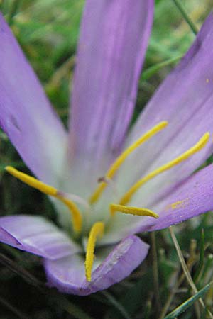 Colchicum montanum \ Pyrenen-Lichtblume / Merendera, E Pyrenäen/Pyrenees, Caldes de Boi 16.8.2006