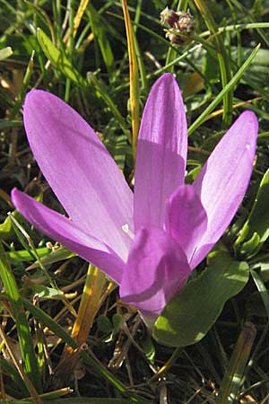 Colchicum montanum \ Pyrenen-Lichtblume / Merendera, E Pyrenäen/Pyrenees, Caldes de Boi 16.8.2006